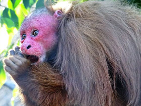 Смотреть фото Уакари Фото Уакари