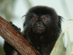 Смотреть фото Гельдиевая каллимико Фото Гельдиевая каллимико