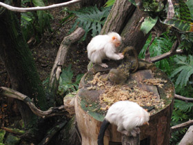 Фото Серебристая игрунка