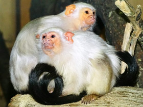 Фото Серебристая игрунка