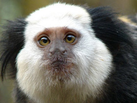 Игрунка Жоффруа Игрунка Жоффруа