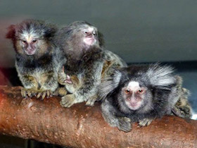 Черноухая игрунка Черноухая игрунка