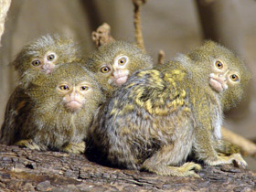 Смотреть фото Карликовая игрунка Фото Карликовая игрунка