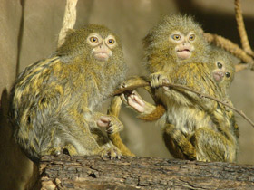 Карликовая игрунка Карликовая игрунка