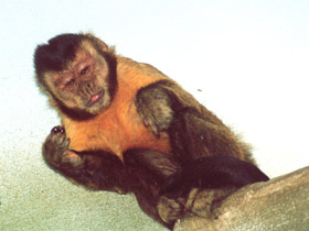Бурый капуцин Бурый капуцин