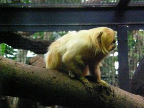 Смотреть фото Золотистая игрунка Фото Золотистая игрунка