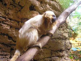 Смотреть фото Золотистая игрунка Фото Золотистая игрунка