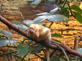 Смотреть фото Золотистая игрунка Фото Золотистая игрунка