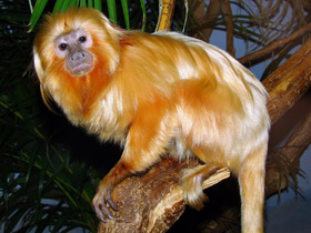 Смотреть фото Золотистая игрунка Фото Золотистая игрунка