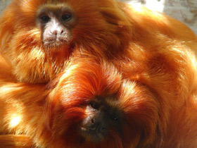 Смотреть фото Золотистая игрунка Фото Золотистая игрунка