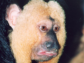 Бледнолиций саки Бледнолиций саки