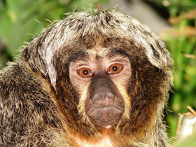 Бледнолиций саки Бледнолиций саки