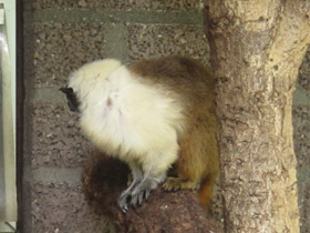 Смотреть фото Двуцветный тамарин Фото Двуцветный тамарин