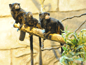 Смотреть фото Буроголовый тамарин Фото Буроголовый тамарин