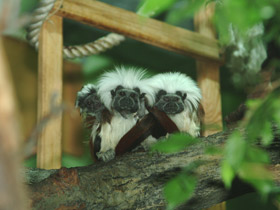 Смотреть фото Эдипов тамарин Фото Эдипов тамарин