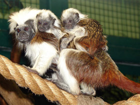 Смотреть фото Эдипов тамарин Фото Эдипов тамарин