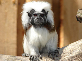 Эдипов тамарин Эдипов тамарин