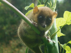Смотреть фото Мышиный лемур Арнхолда Фото Мышиный лемур Арнхолда