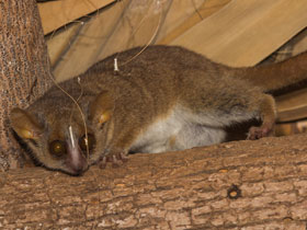 Смотреть фото Мышиный лемур Берты Фото Мышиный лемур Берты