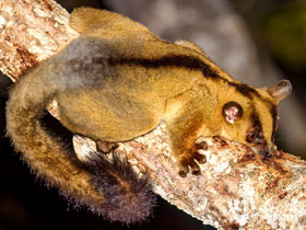 Смотреть фото Западный вильчатополосый лемур Фото Западный вильчатополосый лемур