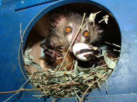 Фото Руконожка