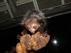 Фото Руконожка