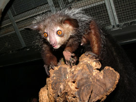 Фото Руконожка