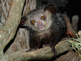 Фото Руконожка