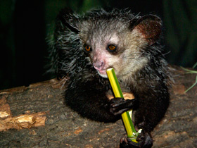 Фото Руконожка