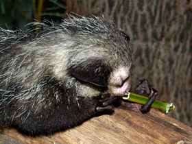 Фото Руконожка