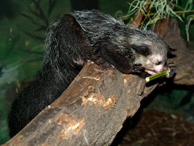 Фото Руконожка