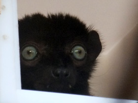 Фото Черный лемур Склатера