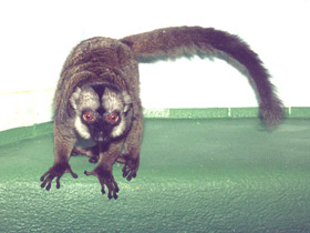 Фото Бурый лемур