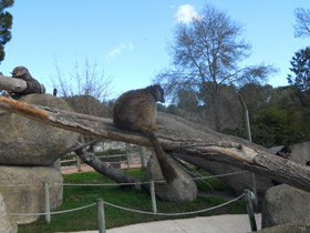 Фото Бурый лемур