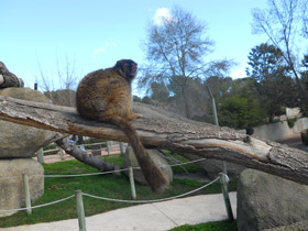 Фото Бурый лемур
