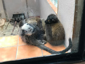 Фото Бурый лемур