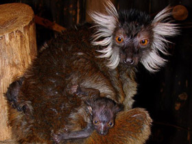 Смотреть фото Чёрный лемур Фото Чёрный лемур