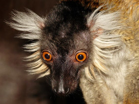 Смотреть фото Чёрный лемур Фото Чёрный лемур