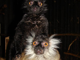 Смотреть фото Чёрный лемур Фото Чёрный лемур