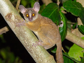 Смотреть фото Занзибарский галаго Фото Занзибарский галаго