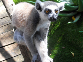 Смотреть фото Кошачий лемур Фото Кошачий лемур