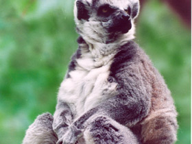Смотреть фото Кошачий лемур Фото Кошачий лемур