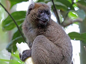 Смотреть фото Широконосый лемур Фото Широконосый лемур