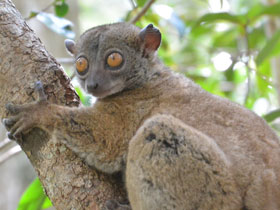 Смотреть фото Анкаранский лемур Фото Анкаранский лемур