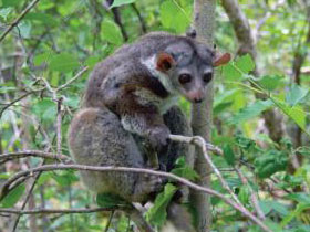 Смотреть фото Лемур Грюкока Фото Лемур Грюкока