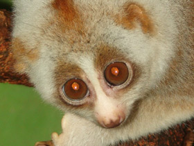 Фото Бенгальский лори