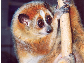 Смотреть фото Толстый лори Фото Толстый лори