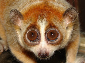 Смотреть фото Толстый лори Фото Толстый лори