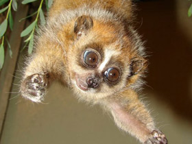 Смотреть фото Карликовый, или малый лори Фото Карликовый, или малый лори