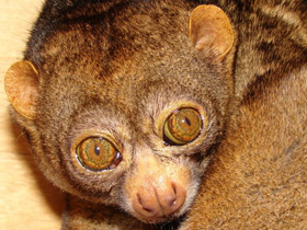 Фото Обыкновенный потто